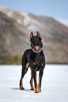 a black and brown dog standing in the snow with its tongue out looking at the camera