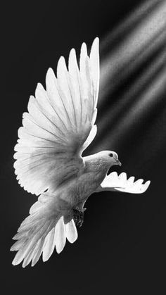 a white bird flying through the air with its wings spread