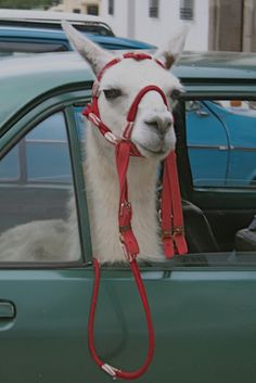 an alpaca is sticking its head out the window of a car with a red halter on