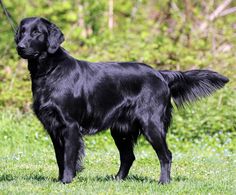 a large black dog standing on top of a lush green field