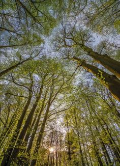 the sun shines through the tall trees