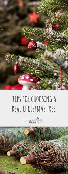 a christmas tree with the words tips for choosing a real christmas tree