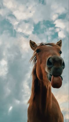 a brown horse with its tongue hanging out in front of the camera and cloudy sky