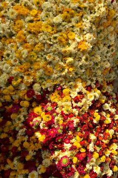 there are many different colored flowers on display