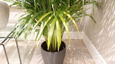 a potted plant sitting on top of a table