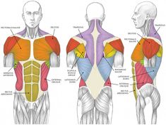 the muscles are labeled in this diagram