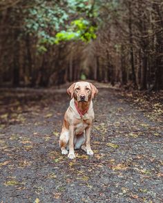 a brown dog sitting on top of a dirt road in the woods next to trees