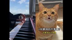 an orange cat sitting on top of a piano keyboard