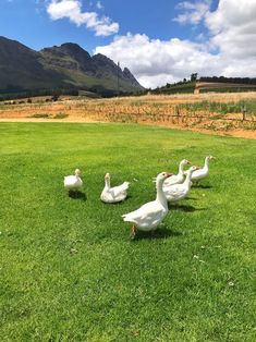 four ducks are walking in the grass near some hills and mountains on a sunny day