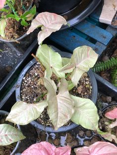 several potted plants with pink and green leaves