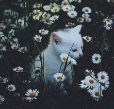 a white cat sitting in the middle of some daisies