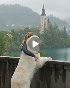 a white dog standing on its hind legs