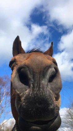 a brown horse looking at the camera with trees in the background and clouds in the sky