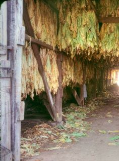 the inside of an old wooden structure with dried bananas hanging from it's ceiling