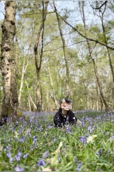 a man sitting in the middle of a forest with bluebells on the ground