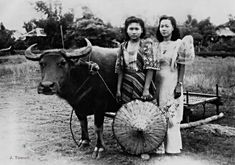 two women standing next to an ox with a basket on it's back, in front of a field