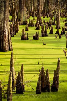 the swamp is covered in green algae and trees with moss growing on it's sides