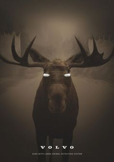 an image of a moose with glasses on it's head and the words volvo