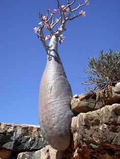 a tree with pink flowers growing out of it's trunk next to some rocks