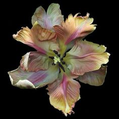 a close up view of a flower on a black background