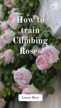 roses growing on the side of a building with text overlaying how to train climbing roses