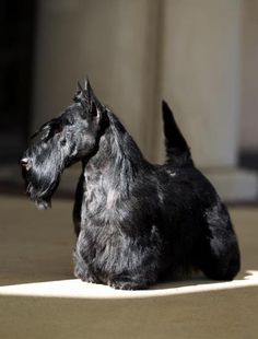 a small black dog sitting on top of a floor