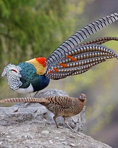 two birds standing on top of a rock next to each other with their wings spread