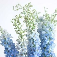 blue and white flowers are in a glass vase