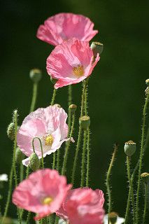 some pink flowers are growing in the grass