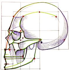 a drawing of a skull's head with different angles and lines on the side