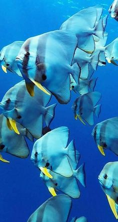 a large group of fish swimming in the ocean