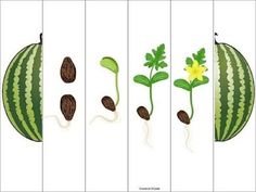 the stages of growing watermelon from seed to flower, with leaves and seeds