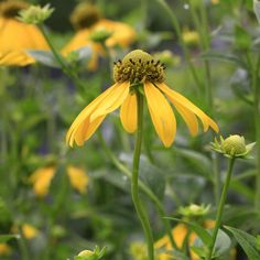 a yellow flower with green leaves in the foreground and other flowers in the background