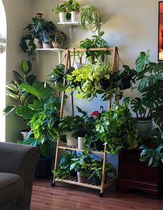 a living room filled with lots of green plants