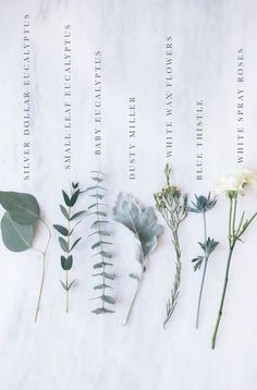 flowers and leaves arranged on a white marble surface with the names of each flower species