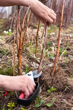 someone is cutting branches with scissors in the ground and another person is holding something near them