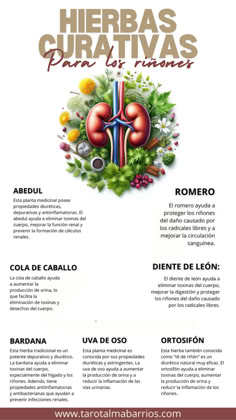 En este artículo, te invito a descubrir 7 de las hierbas curativas más poderosas para los riñones y cómo puedes utilizarlas para mantener una función renal óptima. Sleep Health, Healthy Vegetarian, Diy Food Recipes, Holistic Health, Backyard Landscaping