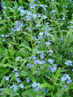 the blue flowers are blooming in the garden