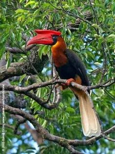 a colorful bird sitting on top of a tree branch