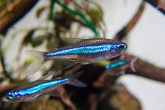 two blue and black fish swimming in an aquarium stock photo - 957982