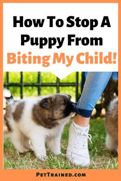 Tired of nips and bites? See how to stop a puppy from biting my child. Click here to learn six steps to take on how to stop a puppy from biting your children from today. #DogBite #DogAttack #Dogs #Puppies #PuppyBiting #Dogs via @pettrainedcom Best Dog Quotes, Puppy Tips, Puppies Tips, Dog Health Tips, Sick Dog