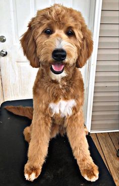 a brown dog sitting on top of a black mat