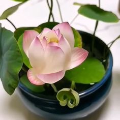 a pink flower is in a blue bowl