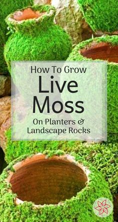 moss growing in pots with the title how to grow live moss on planters or landscape rocks