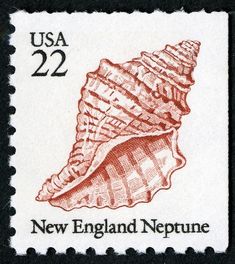 a postage stamp with an image of a sea shell on it's front side