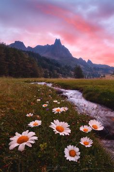 some daisies are in the grass near a stream and mountains at sunset with pink clouds