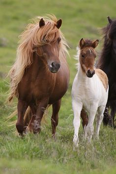 three horses are walking in the grass together, with one horse looking at the camera