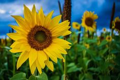 a large sunflower standing in the middle of a field