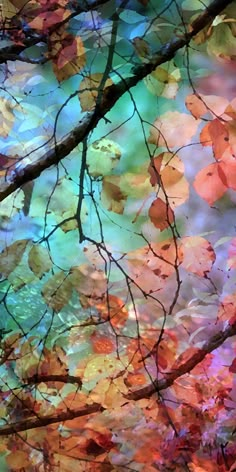 colorful leaves are hanging from the branches of trees