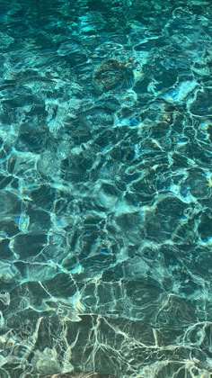 the water is so clear that it appears to be swimming in some kind of pool